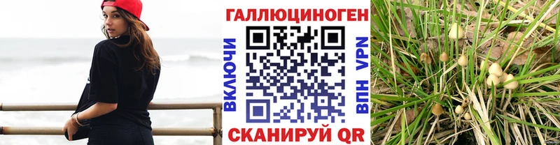 shop как зайти  Камышин  Псилоцибиновые грибы Magic Shrooms 
